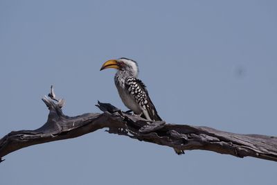 Low angle view of bird perching on tree