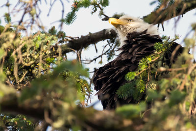 Low angle view of eagle perching on branch