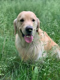 Portrait of dog sticking out tongue on field