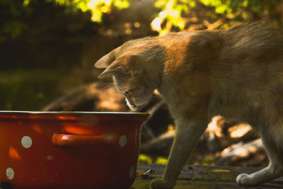 Close-up of a dog drinking water