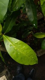 Close-up of raindrops on leaves