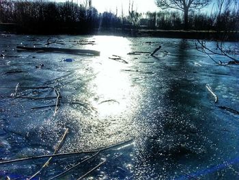 Reflection of bare trees in water