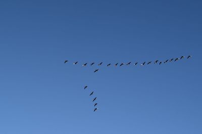 Low angle view of birds flying in sky