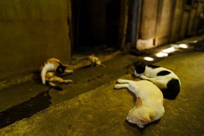 Dog relaxing on floor at home