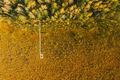 High angle view of plant on field