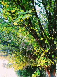 Low angle view of flowering tree in forest