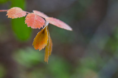 Close-up of autumn leaves