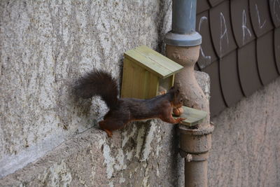 Squirrel on wall