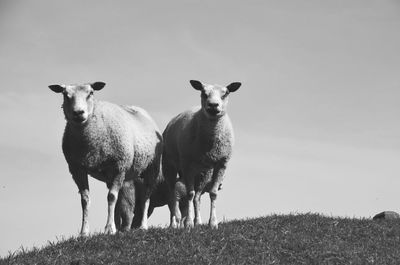 Sheep standing in a field
