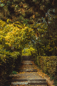 Footpath amidst trees in forest during autumn