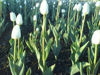 Close-up of white flowers growing in field