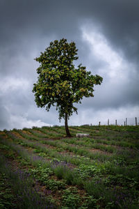 Tree on field against sky