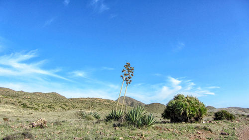 Cactus plants on desert land against blue sky