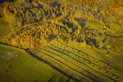 High angle view of corn field