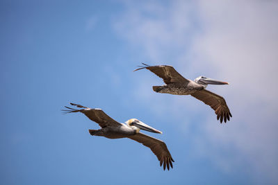 Brown pelican bird pelecanus occidentalis flying and swimming around barefoot beach in bonita spring