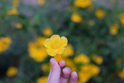 Close-up of hand holding yellow flowering plant