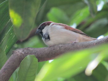 Close-up of bird perching on branch