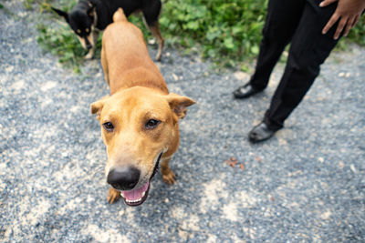 Low section of person standing with dog in city