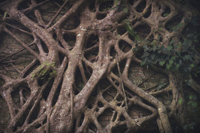 Full frame shot of rusty tree in forest