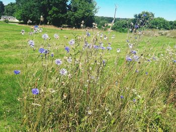 Flowers growing in field