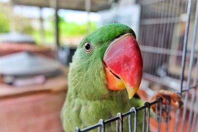 Close-up of parrot in cage