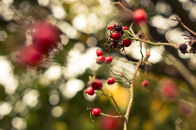 Close-up of rose hips growing on plant