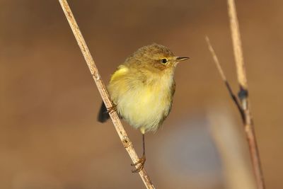 Close-up of bird perching on branch