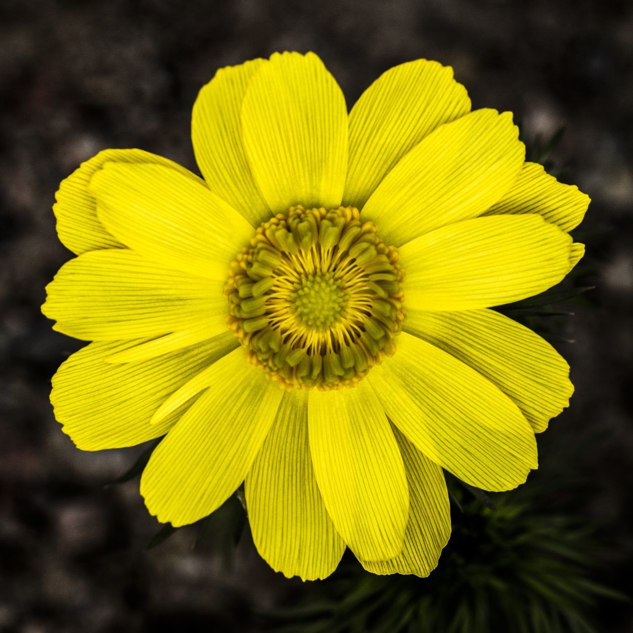 CLOSE-UP OF YELLOW ROSE FLOWER