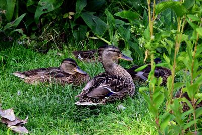 Squirrel on field by plants