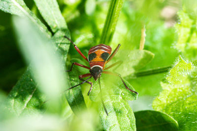 Close-up of insect on leaf