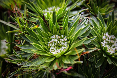 Close-up of plants
