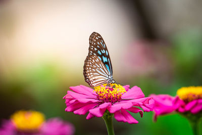 Close-up of butterfly pollinating on pink flower