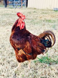 Close-up of rooster on field