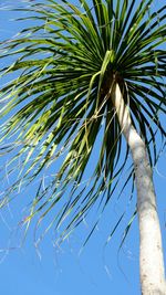 Low angle view of palm trees