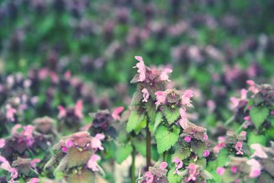 Close-up of wilted flowers on field