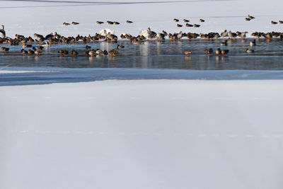 Flock of birds on the lake
