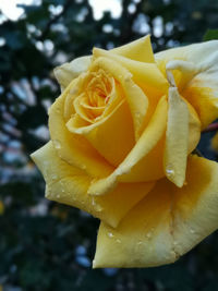 Close-up of yellow rose