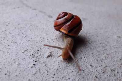 Close-up of snail