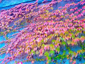 Low angle view of colorful flowers