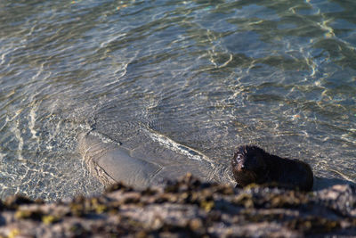 Side view of a seal pup in shallow water