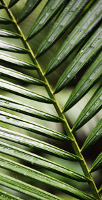 Full frame shot of green leaves