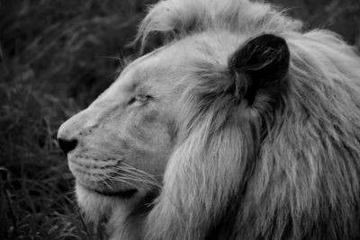 Close-up of lion outdoors