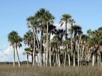 Palm trees on field against sky