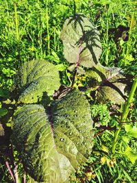 Close-up of fresh green leaves