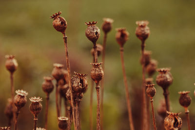 Close-up of dried plant on field