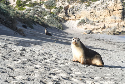 High angle view of sea lion on beach