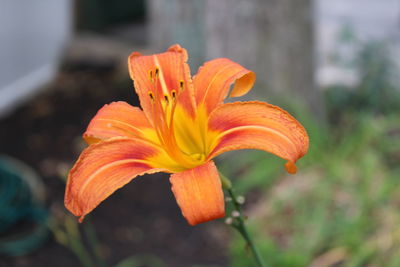 Close-up of orange day lily blooming outdoors