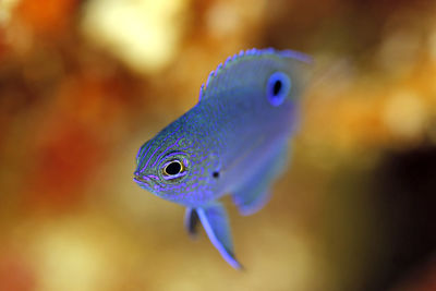 Close-up of fish swimming in sea