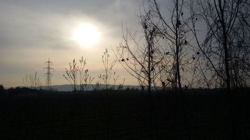 Silhouette of trees at sunset