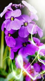 Close-up of purple flowers blooming outdoors